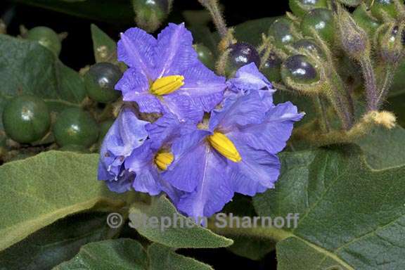 solanum hispidum 2 graphic